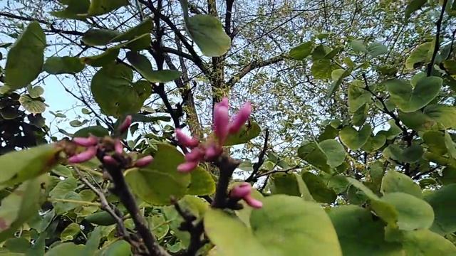 #Цветение #деревьев в #ноябре