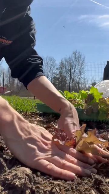 What I'm planting today! Ohio- Zone 6 #shorts