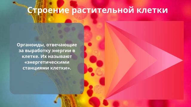 Строение растительной клетки. Биология 6 класс
