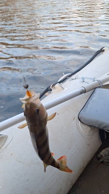 окунь на спиннинг 🎣