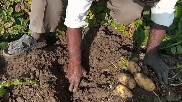 MAHINDRA HZPC ka surya alu ki pedabar adhik/आलू का साइज काफी मोटा है सूर्या आलू 95 दिन में