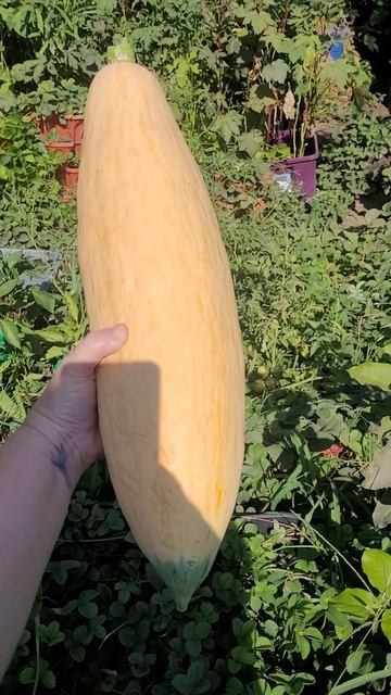 huge candy squash! I picked it!!