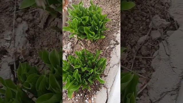 ХОСТЫ. Профилактика от слизней