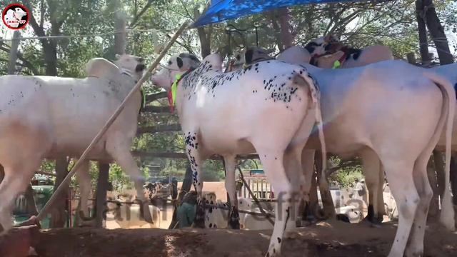 domail mandi latest update ll 347 mae soda ll bhatta chowk mandi ll jamil tv ll