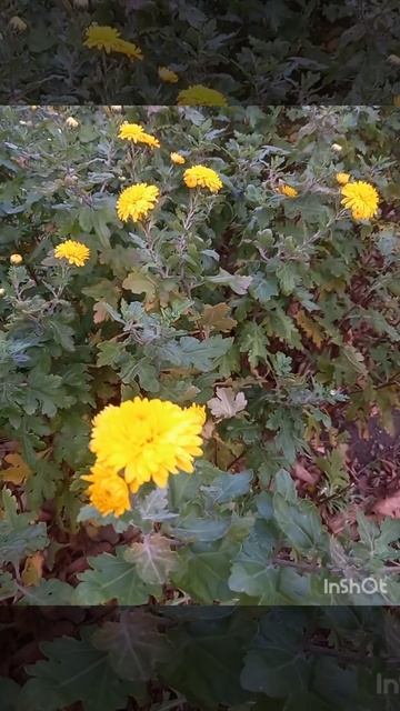 Осенние цветы в ноябре 🍁🍁🍁Autumn flowers in November
