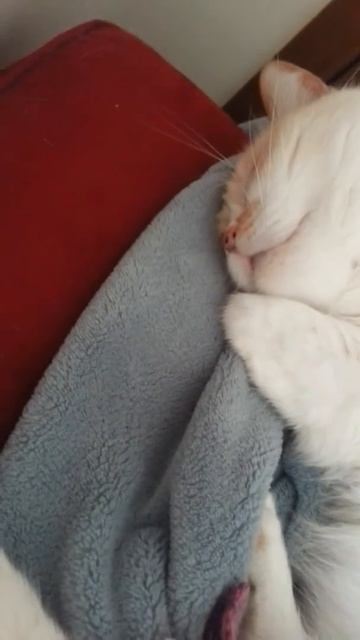 Old Man Azrael, the snoring cat
