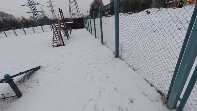 Хаски Дик и щенок таксы 7.01.24