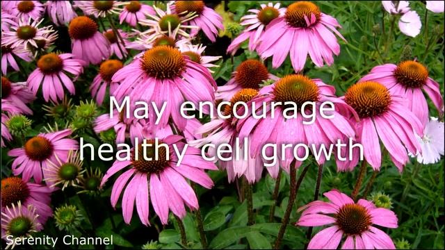 Did you know - Echinacea #delicious #shorts #healthy #diet #yummy #yummyfood #food #mouthwatering