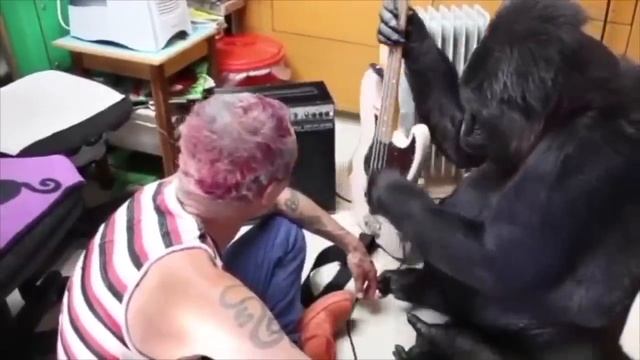 Майкл Питер учит гориллу играть на басухе))))