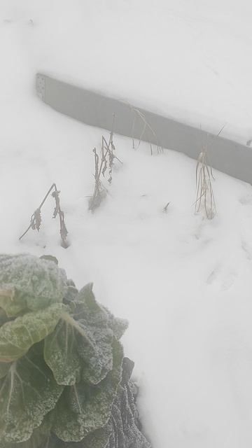 Капуста растет при минусовой температуре