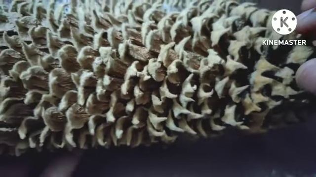 CYCAS MALE CONE - साइकस नर शंकु