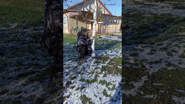 ФЕВРАЛЬ - традиционно белю деревья в саду...