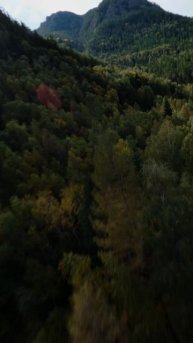 Стратегия инвестирования «Лесфонд»