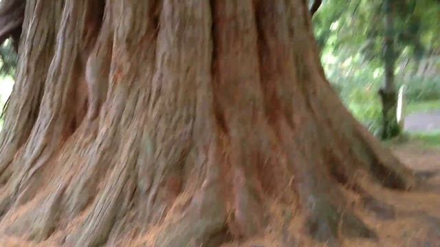 Giant Redwood Tree at Loch Ness #Scotland