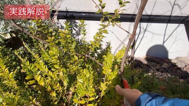 【ジューンベリーの剪定】花&実も付き、自然な樹形も楽しむための冬の手入れ🍒🌳