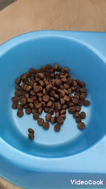 Собачья жизнь.| Ч.1|#shorts  Алёнка сластёнка pets.