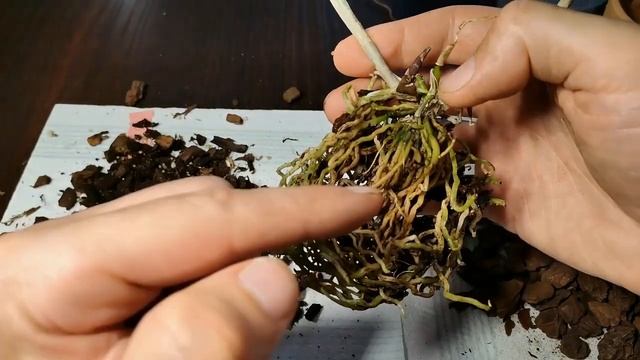 Rinvaso orchidee simpodiali: Epicattleya Renè Marques "Flamethrower"