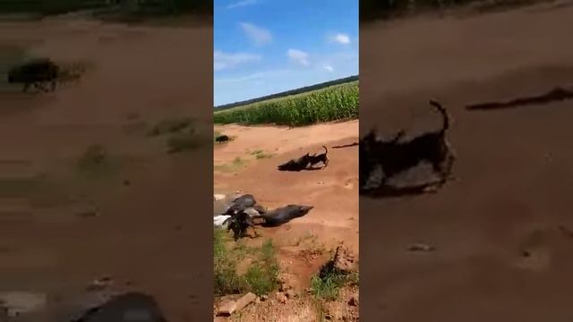 Самая ужасная атака в мире произошла с тридцатью свиньями, попавшими в камеру😨😨😨😨