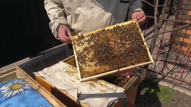 Осмотр гнезда с начинающими пчеловодами