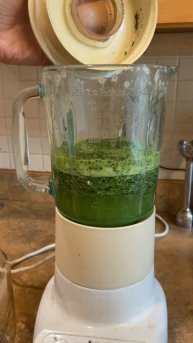 pine needle juice benefits