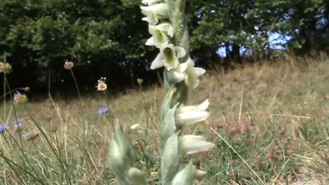 Spiranthes spiralis švihlík krutiklas 2017