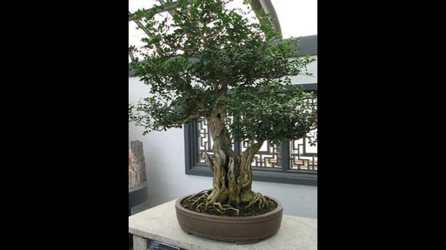 Exotic Orange Jasmine Bonsai Tree