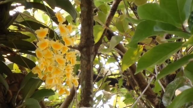 เอื้องผึ้ง (Ueang Peung) - Dendrobium lindleyi Steud. 1