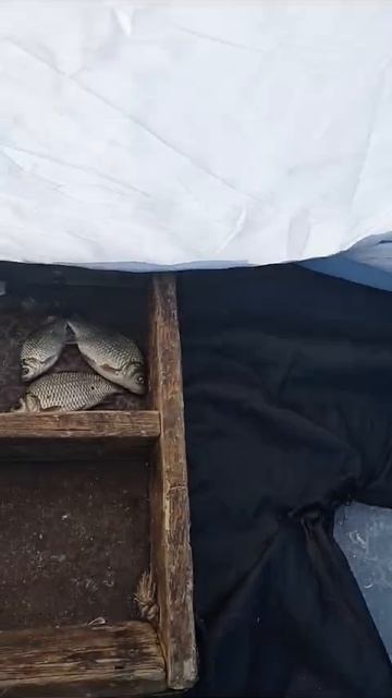 Зелёный луг, небольшой отчет