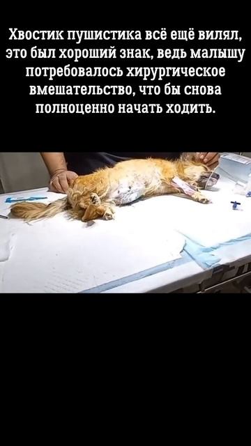 Собачка лежала на земле... она не знала что ей делать дальше от неё всё отказались