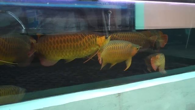 11 Jumbo Super Red Arowana
