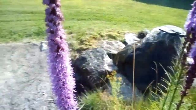 liatris & butterfly at our pond