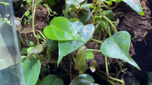 Top 10 beginner VIVARIUM plants!!