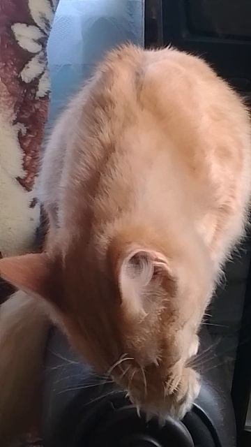 VID_20250216_103328.mp4