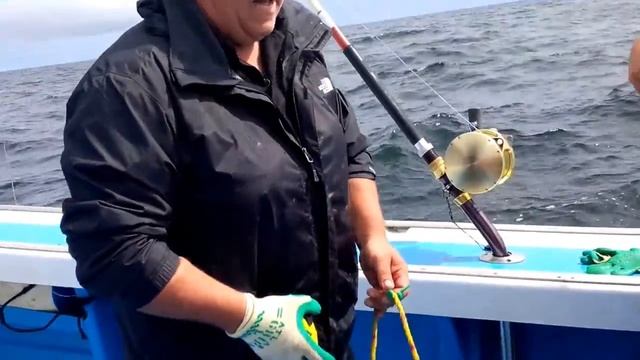 Bluefin Tuna Cup 7