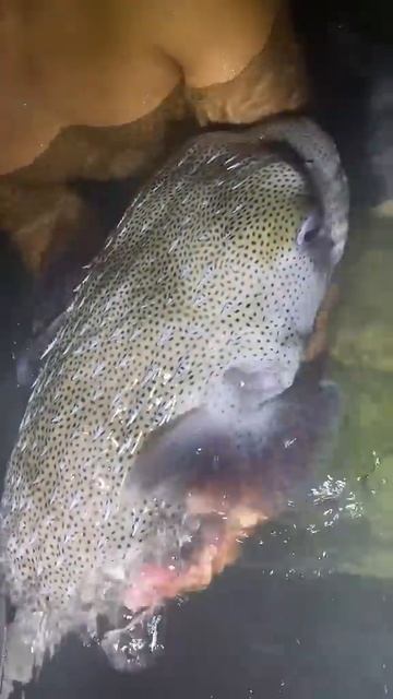 Biggest porcupine fish I’ve ever seen ￼#wildlife#florida#fish#pufferfish#huge#ocean#seacreature