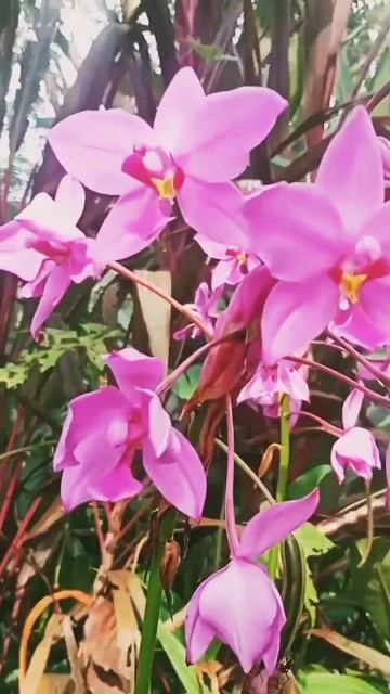 Orchid flower, Dendrobium , orchidaceae