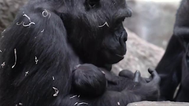 🦍Ещё одно пополнение в  Московском зоопарке — родился малыш гориллы🦍