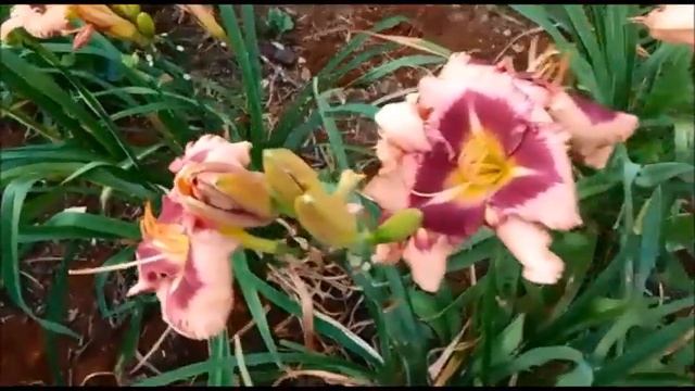 FLORES EXTRAORDINÁRIAS - HEMEROCALLIS - DAYLILY - LÍRIO DE UM DIA