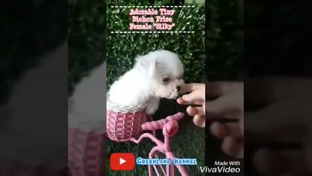 Adorable Tiny Bichon Frise Female "Silky" Greenland Kennel