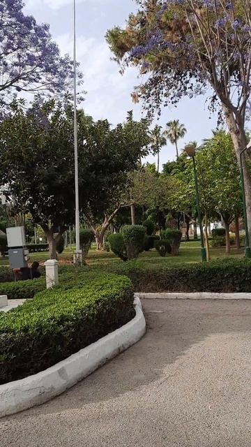 Жакаранда или фиалковое дерево, цветы которого  с  волшебным ароматом