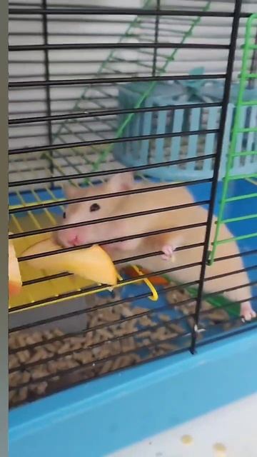 мой хомячок чок чок