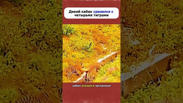 мин животных # продолжение