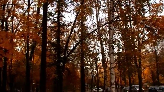 В Пушкине. Мой листопад.