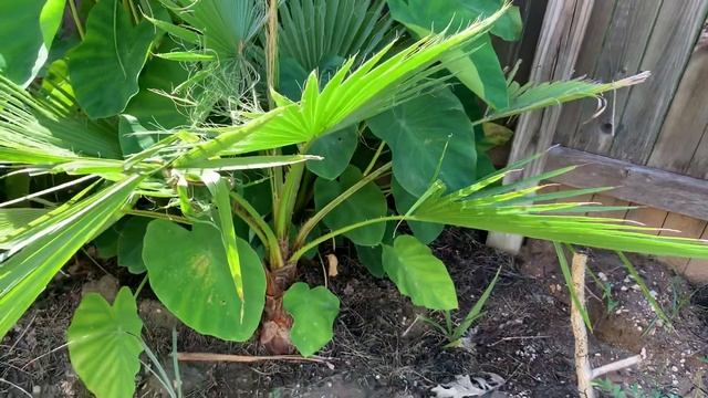 Central Texas tropical garden tour 2021