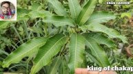 how to miyazaki mango plant original miyazaki mango plant king of chakapat mango plant Red Ivor