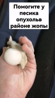 рак жопы