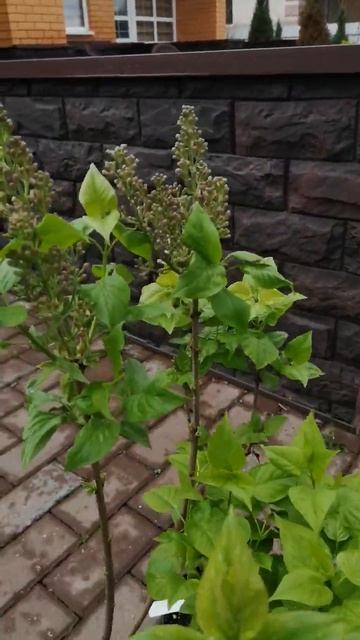 Сирень Красавица Москвы.