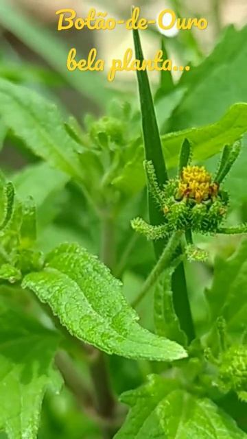 Botão-de-Ouro/(Sigesbeckia orientalis) L. [Ler Descrição]