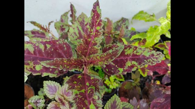 plant cuttings @10 rupees #DEEPSLIFESTYLE #MUVATTUPUZHA