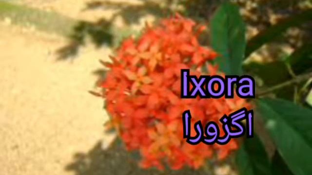 10 best Flowering bushes| Hibiscus| Nerium || Allamanda||Ixora